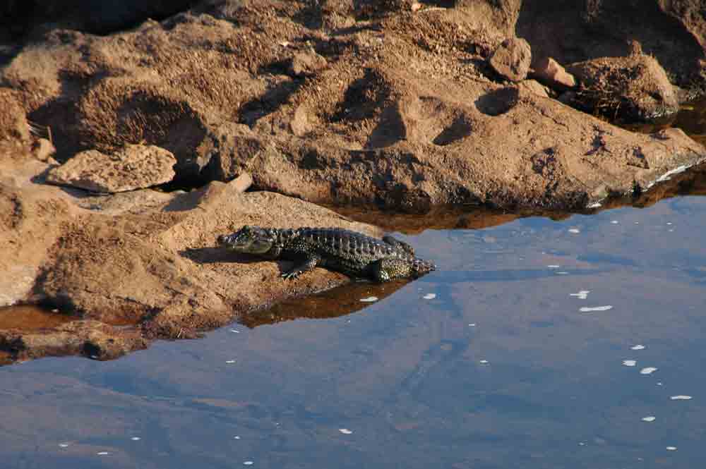 Caiman - parque nacional de Iguazu - Argentina 3.jpg